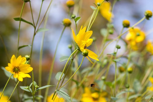 yellow flowers in a garden - natural summer background