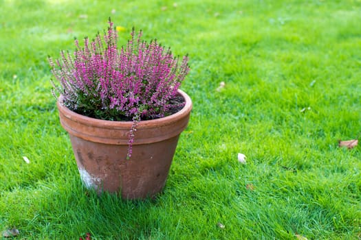 Blooming heather in a clay flower pot in the garden - close up