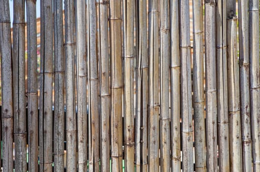 Fence built with spanish cane stems. Close up