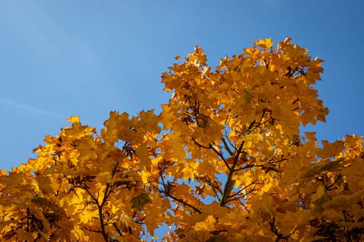 Orange maple leaves in autumn fall with blue sky