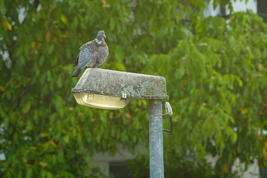 Dove bird animal is sitting on a street lamp