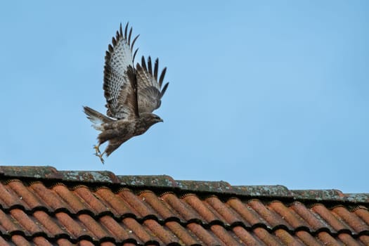 Wildlife bird of prey common Buzzard Buteo buteo flying over a rood