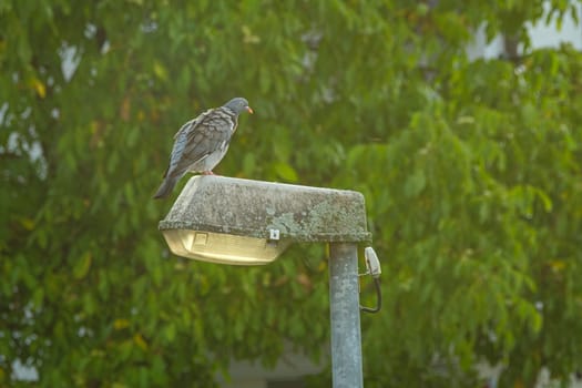 Wild bird pigeon animal is sitting on a street ligth