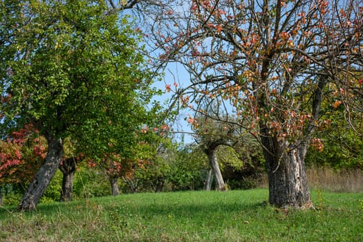 Meadow with scatterd fruit trees in autumn Germany