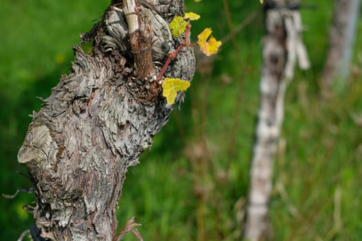 Gnarled bark of a vine plant in spring close-up