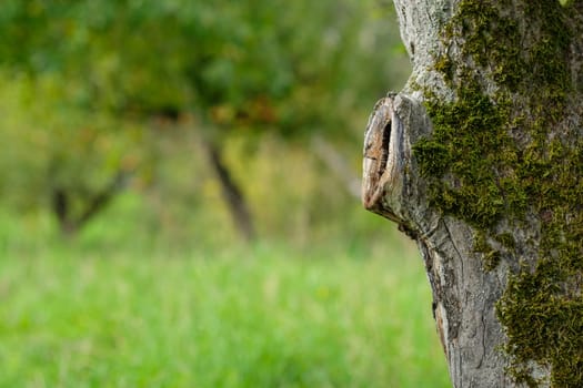 Old tree trunk with moss an blurred meadow landscape