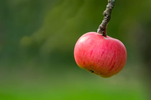 Close-up red apple fruit at a branch tree