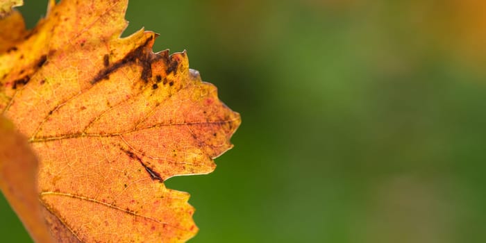 Close-up orange vine leaf in fall scenery