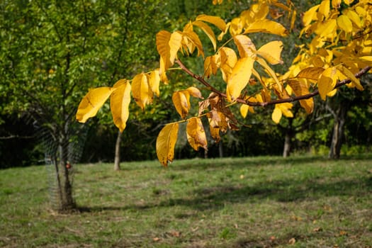 Yellow leaves of a walnut tree in fall on a meadow with scattered fruit trees