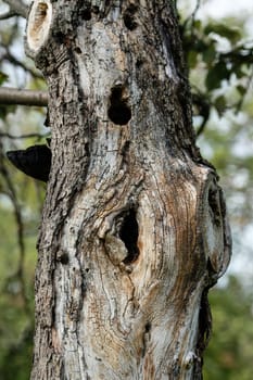 Old trunk tree with hole in bark