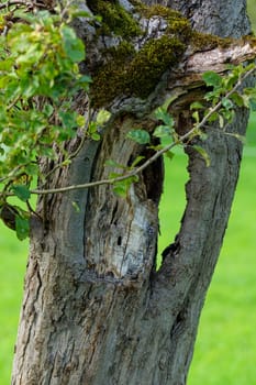 Old tree trunk with bark and green background