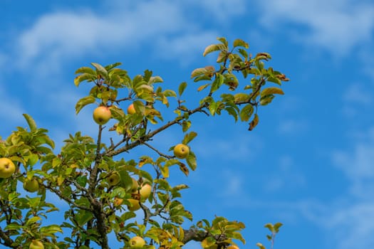 Ripe apple tree with blue sky