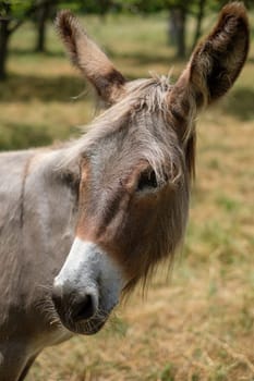 Animal portrait of a donkey mammal on pasture