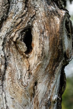Close-up of an old tree trunk with hole in the bark