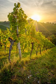 Morning sunrise wit sun star in german vineyard landscape