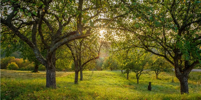 Orchard with fruit trees in sunrise with sunbeams landscape scene