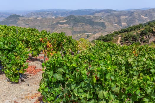 Ripe black grapes on the vine. Douro river valley in Portugal near Pinhao