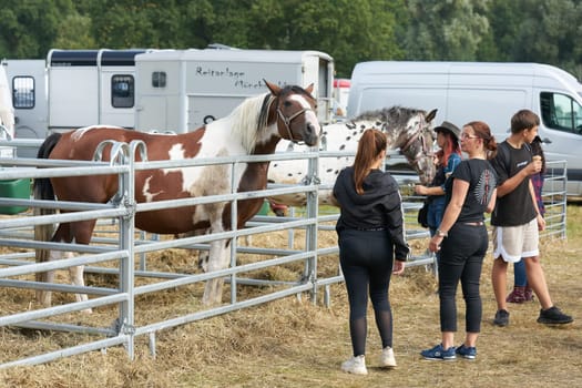 horse for sale and some interested parties at the annual horse market in Havelberg in Germany