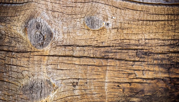 The bark of a thick deciduous tree can be seen as a delicate layer of moss which gives a greenish color.