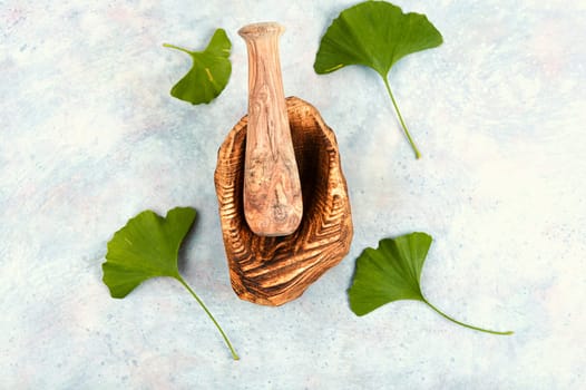 Fresh green leaves ginkgo biloba leaves in traditional Chinese medicine. Popular nutritional supplement
