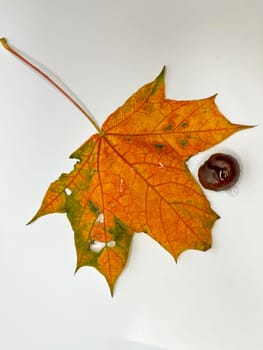 multicolored autumn maple leaves on a white background