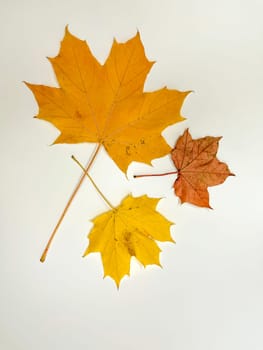 multicolored autumn maple leaves on a white background