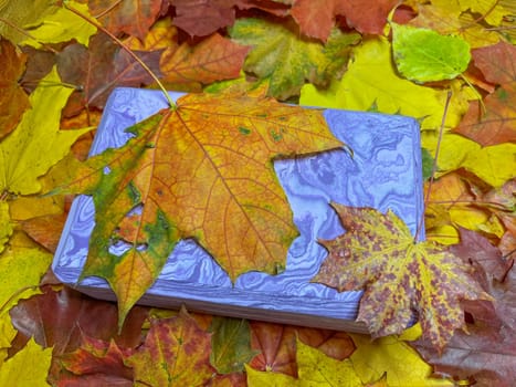 purple parallelogram on the background of colorful autumn maple leaves