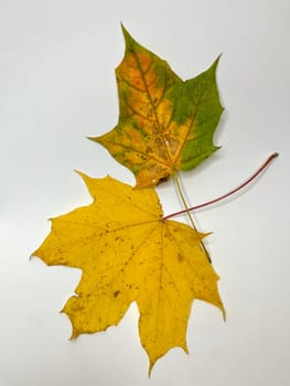multicolored autumn maple leaves on a white background