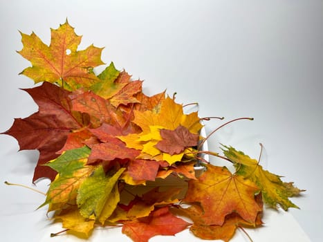 multicolored autumn maple leaves on a white background