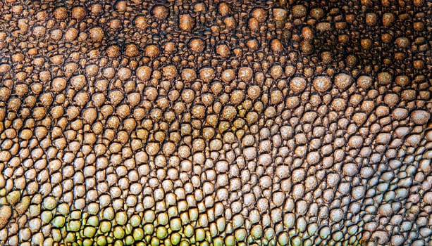 colorful iguana reptile skin, close up