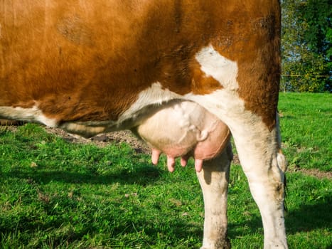 Close side view of the rump of a brown and white spotted dairy cow with a full udder standing in a pasture.