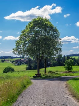 Single tree with a garden bench at a gravel road fork in summery Bavaria.