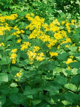 Close-up view of a cluster of flowering Alpine ragwort (Jacobaea alpina) on the side of the road in Allgäu Bavaria in summer.