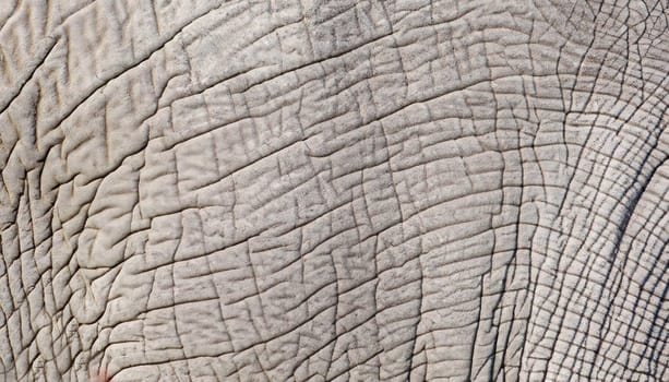 Gray elephant skin with many folds. Full screen photo. Not seamless texture