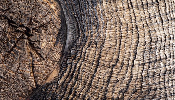 Tree stump cut, wooden background from top view. Black and white monochrome photo.
