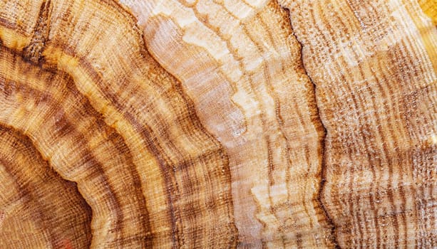 Wood pattern of the Karelian birch, background photo texture