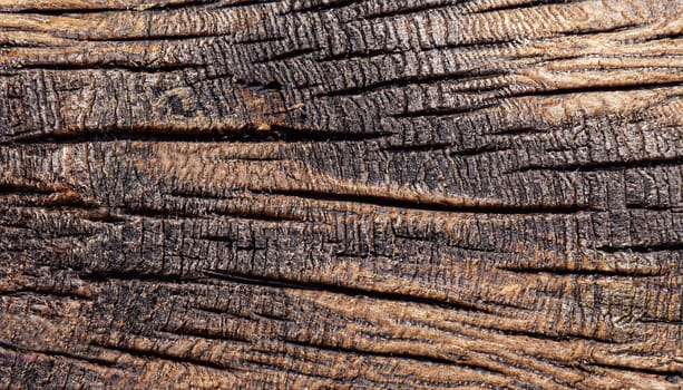 Log close up wooden background, macro photo of tree slice, black and white photo