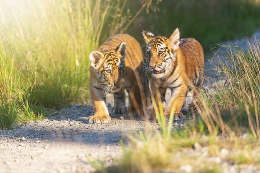 Two nice Bengal tiger cubs are  walking against the camera on forestv road in sunny day. Horizontally.