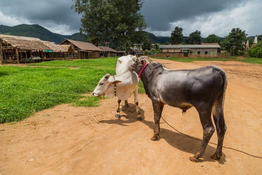 Cows in a small village in Bagan, Burma. Myanmar