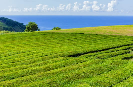 Sao Miguel, Azores island, Portugal, Tea plantation rows and building of Gorreana tea factory Cha Gorreana. The only, tea plantation in Europe, Sao Miguel, Azores, Portugal