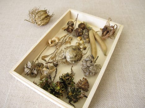 A wooden box of collected seeds and seed pods of flowers and wildflowers for flowering strip or flower meadow in the next season