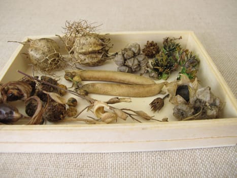 A wooden box of collected seeds and seed pods of flowers and wildflowers for flowering strip or flower meadow in the next season