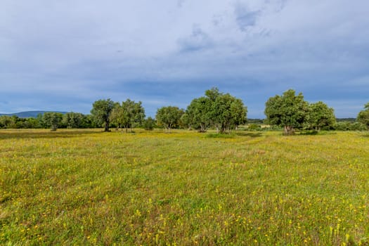 Olive trees among fields in the area of Fatima, Portugal