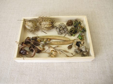 A wooden box of collected seeds and seed pods of flowers and wildflowers for flowering strip or flower meadow in the next season
