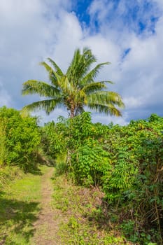 Narrow trail through the lush tropical rainforest in Suva, Fiji