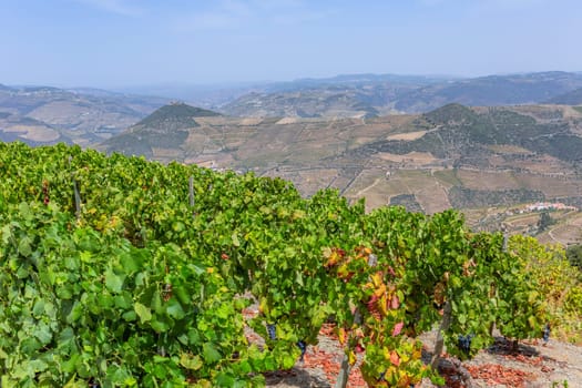 Ripe black grapes on the vine. Douro river valley in Portugal near Pinhao