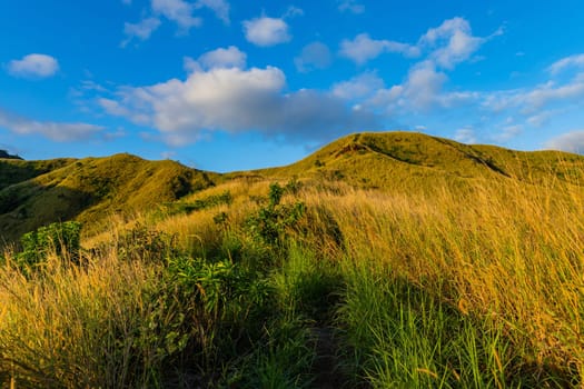 The top of Nacula island vegetation, Yasawa Islands, Fiji, South Pacific