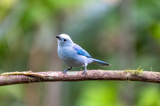 Blue-gray tanager (Thraupis episcopus) is a medium-sized South American songbird. La Fortuna, Volcano Arenal, Wildlife and birdwatching in Costa Rica.