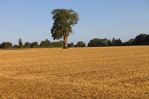 A lonely tree on top of a hill after a long period of drought near Caceres, Extremadura, Spain.