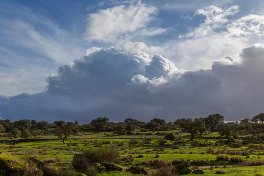 Cork oak trees (Quercus suber) in the landscape, Extremadura, Spain, Europe
